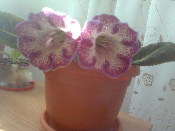 Clau^^2932 - gloxinia 2013