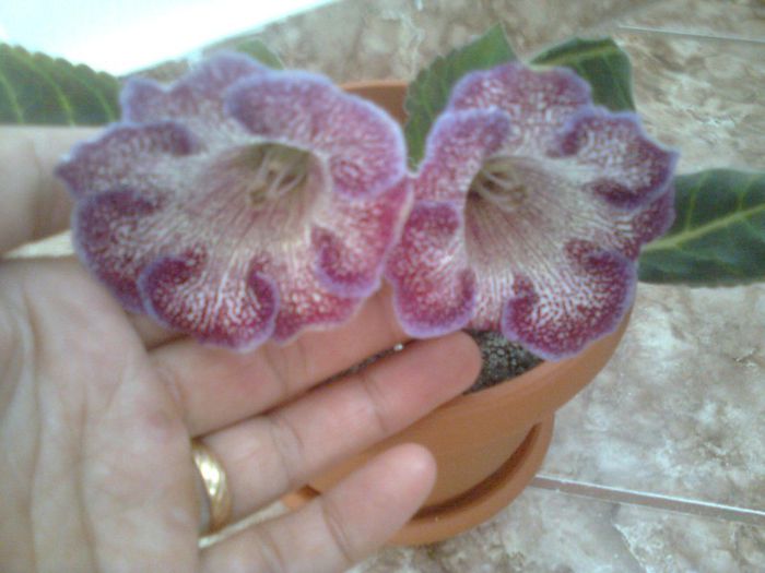 ptimita de la Isimona de ziua mea,multumesc  frumos. - gloxinia 2013