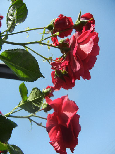 Rose Blaze Superior (2013, May 21) - Rose Blaze Superior