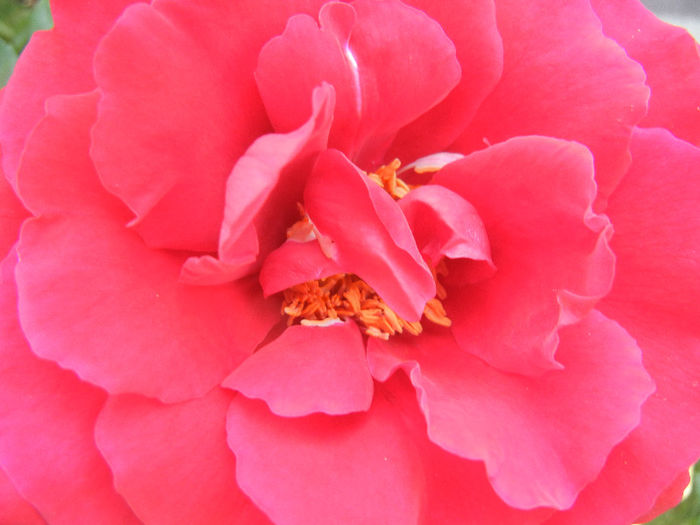 Rose Blaze Superior (2013, May 21) - Rose Blaze Superior