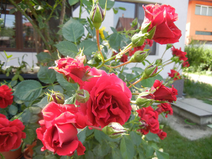 Rose Blaze Superior (2013, May 21) - Rose Blaze Superior