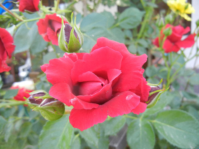 Rose Blaze Superior (2013, May 21) - Rose Blaze Superior