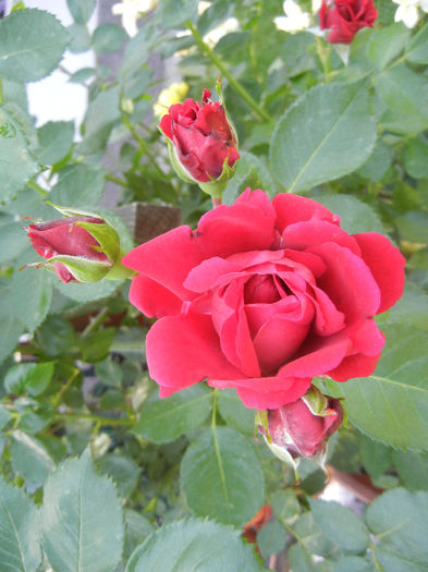 Rose Blaze Superior (2013, May 21) - Rose Blaze Superior