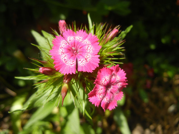 Dianthus barbatus (2013, May 21) - Dianthus Barbatus