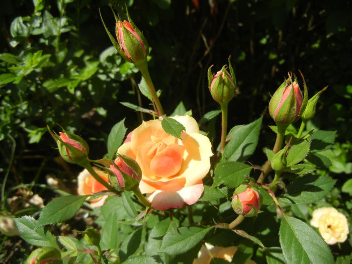 Orange Miniature Rose (2013, May 21)