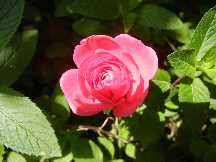 Pink Miniature Rose (2013, May 21) - Miniature Rose Pink