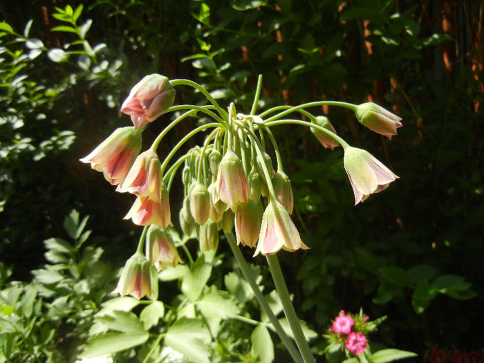 Allium siculum (2013, May 21) - Nectaroscordum siculum