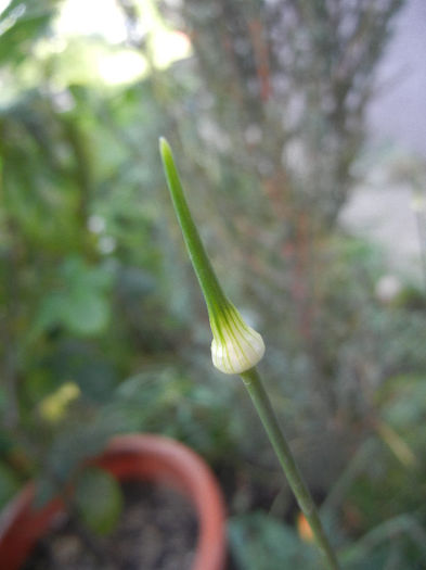 Allium Hair (2013, May 20) - Allium vineale Hair