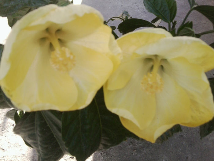 la multi ani ,ileana