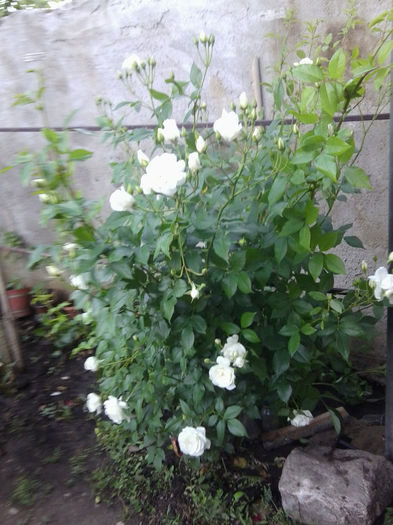 Fotografie1851 - roze 2013