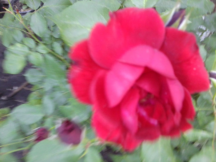 Fotografie1856 - roze 2013