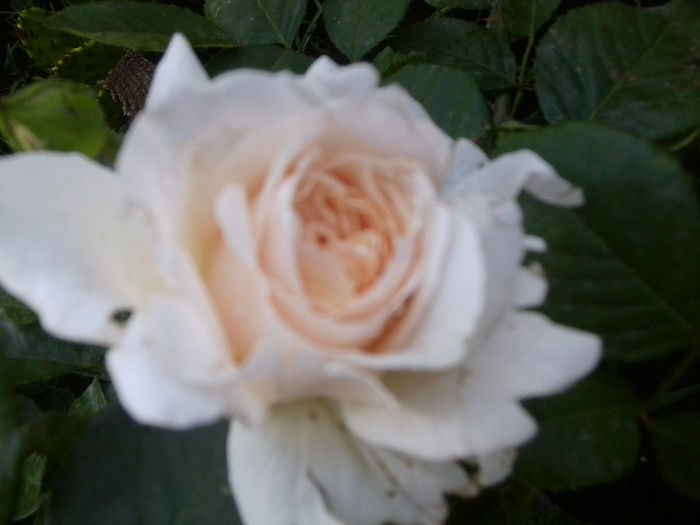 Fotografie1858 - roze 2013