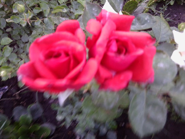 Fotografie1860 - roze 2013