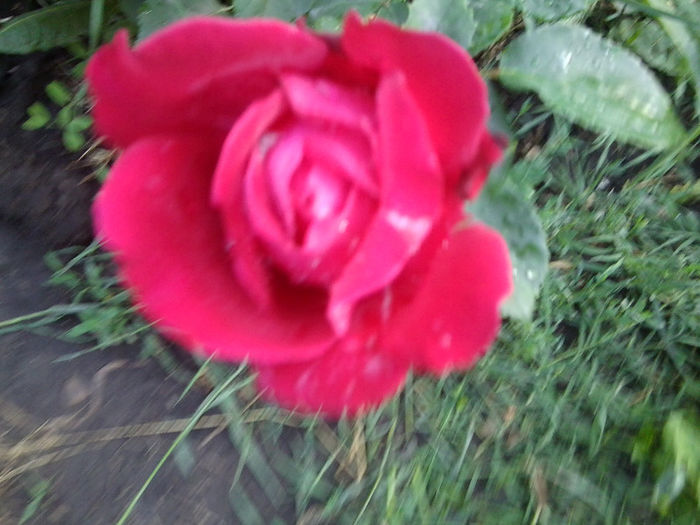 Fotografie1862 - roze 2013