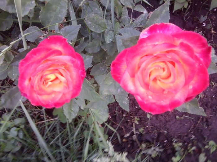 Fotografie1863 - roze 2013