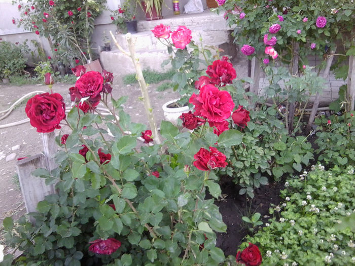 Fotografie1866 - roze 2013