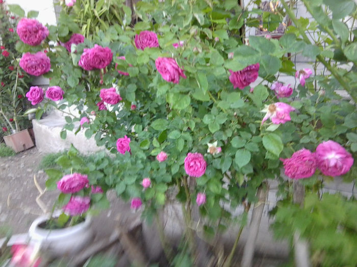 ptr. gaby -de dulceata - roze 2013