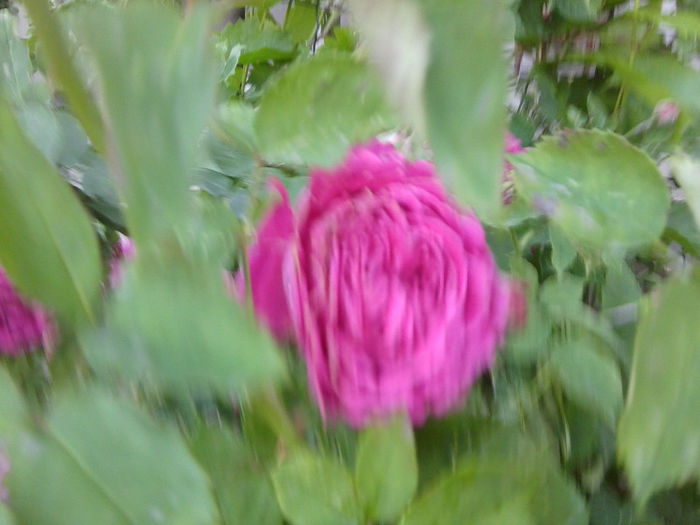 Fotografie1869 - roze 2013