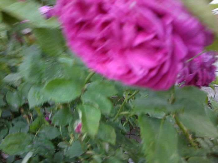 Fotografie1870 - roze 2013