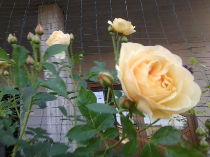 Fotografie1874 - roze 2013