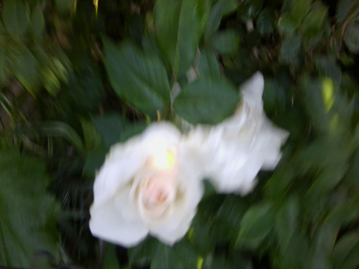 Fotografie1876 - roze 2013