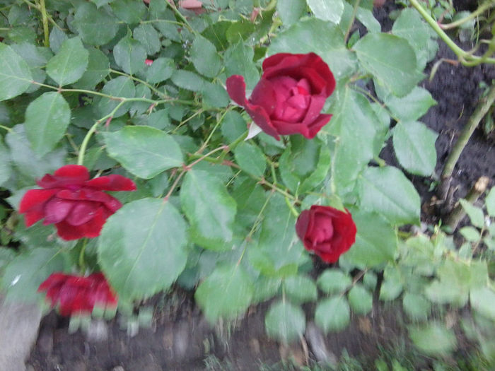 Fotografie1888 - roze 2013
