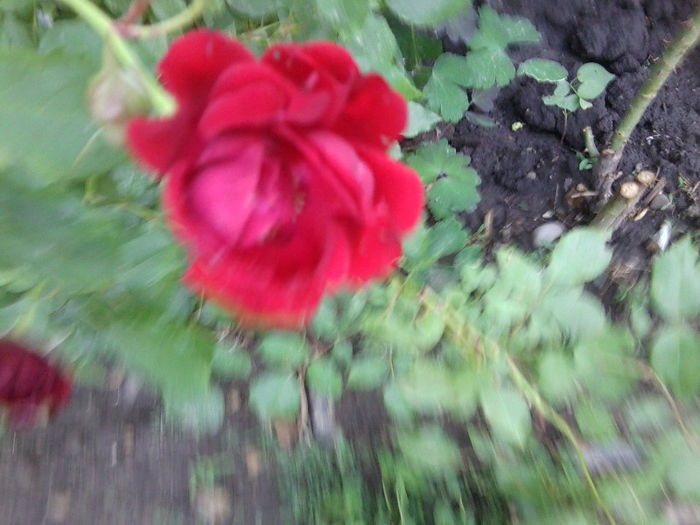 Fotografie1889 - roze 2013