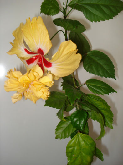 DSC07010