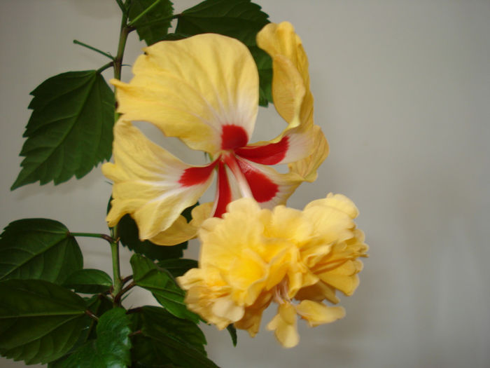 DSC07006