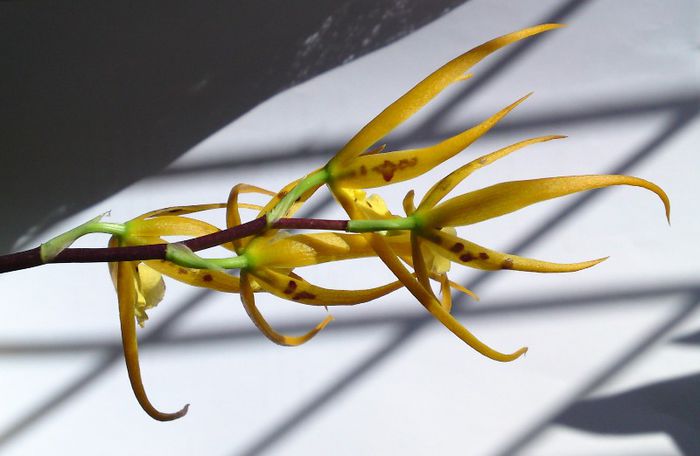 Brassia