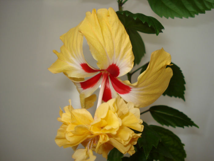 DSC07005