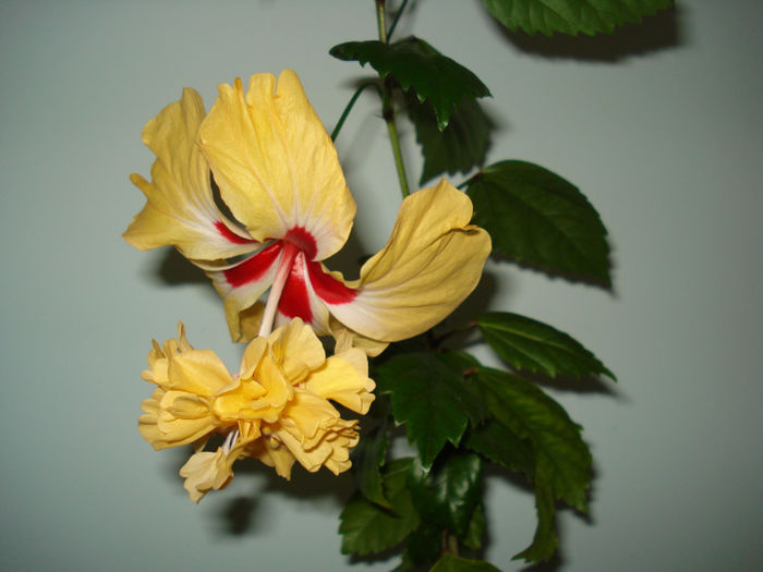 DSC07013