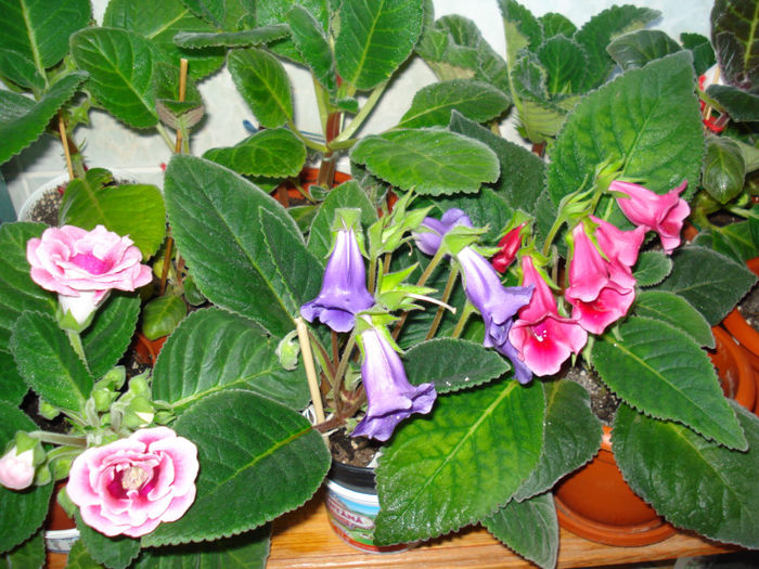 DSC07032 - GLOXINIA  2013