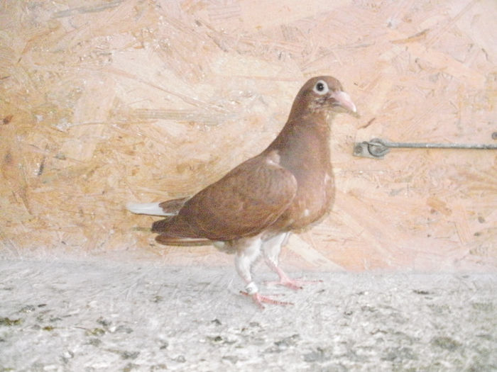 Meulemans