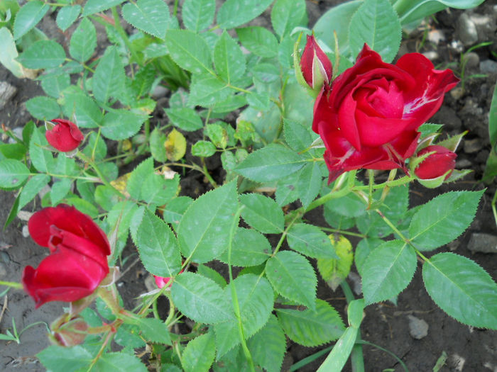 miniroza - trandafiri 2013