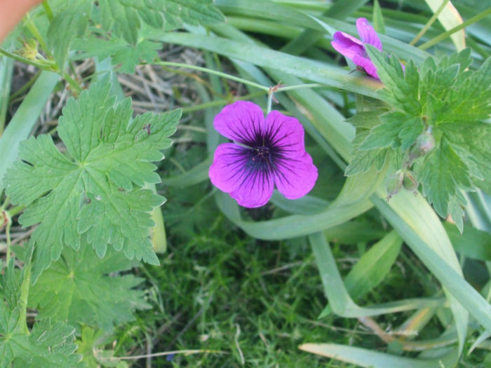 DSCF1264 - primavara