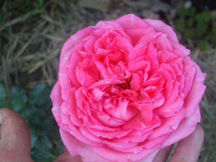 La Rose de Molinard - primavara
