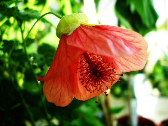 Abutilon ciclam 1(10-08-2012) - Abutiloni 2013