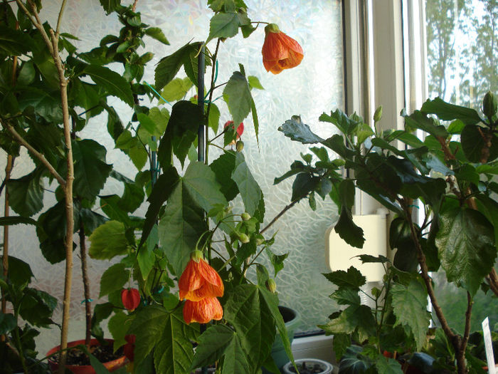 abutilon caramiziu (24-04-2012) 1 - Abutiloni 2013