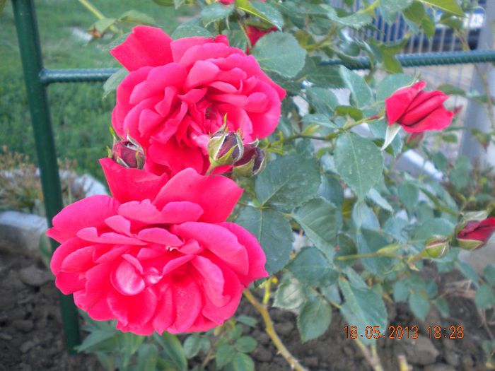 Urcator Paul's scarlet - trandafiri 2013