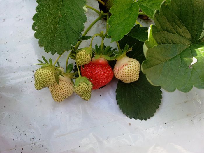 Elianny - 21.05.2013