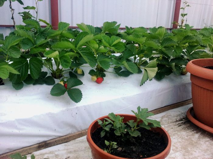 Elianny - 21.05.2013