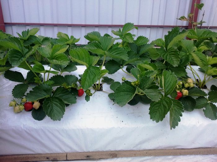 Elianny - 21.05.2013