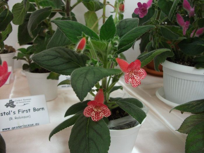 DSCF4205 - Expozitia de gesneriaceae Bucuresti mai 2013