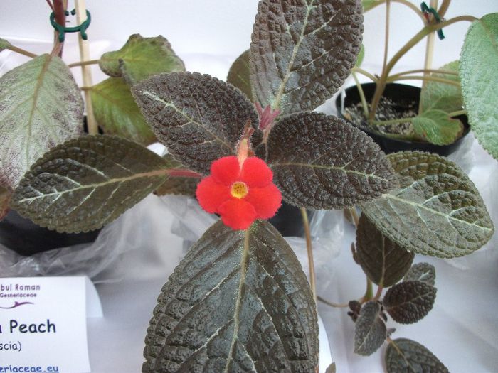 DSCF4212 - Expozitia de gesneriaceae Bucuresti mai 2013