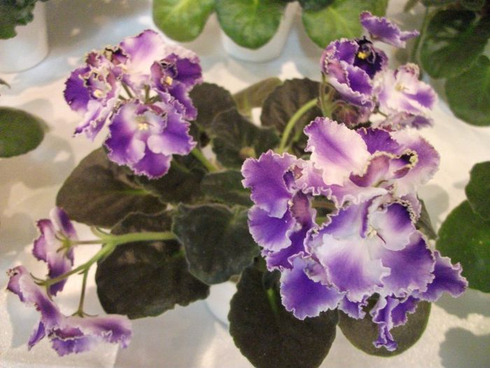 DSCF4218 - Expozitia de gesneriaceae Bucuresti mai 2013