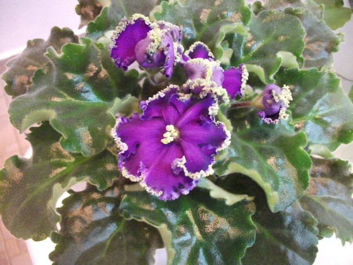 DSCF4222 - Expozitia de gesneriaceae Bucuresti mai 2013