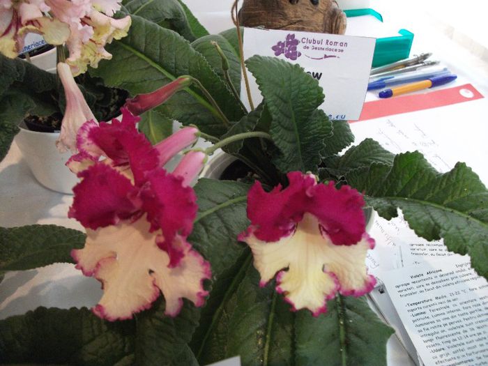 DSCF4224 - Expozitia de gesneriaceae Bucuresti mai 2013