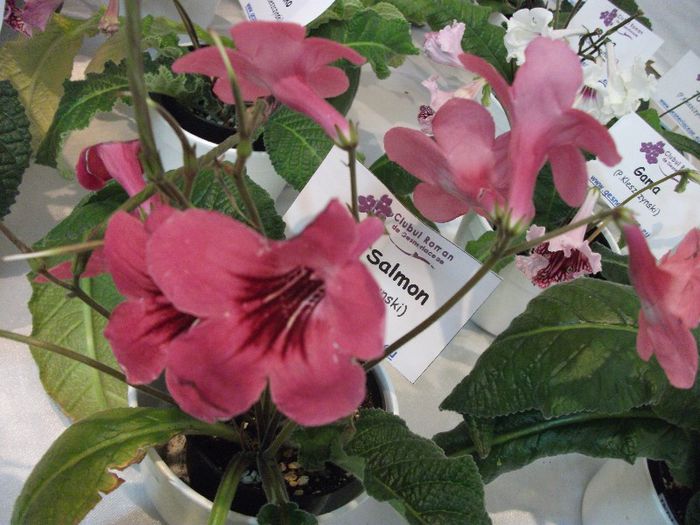 DSCF4226 - Expozitia de gesneriaceae Bucuresti mai 2013