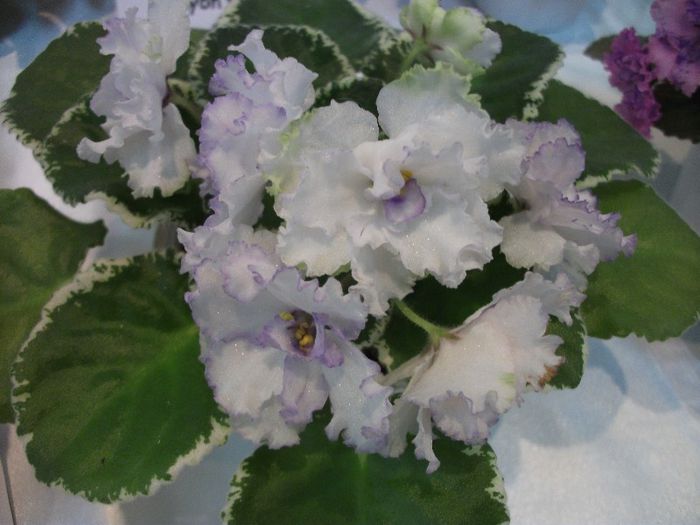 DSCF4229 - Expozitia de gesneriaceae Bucuresti mai 2013